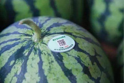 鸿亿丨【西瓜中的"王牌"】8424西瓜被假冒侵权