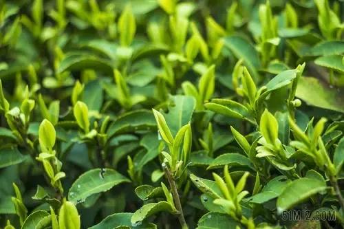 平博pinnacle丨茶叶防伪溯源应用