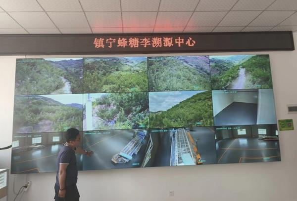 一码溯源，【镇宁蜂糖李】有了“身份证”！