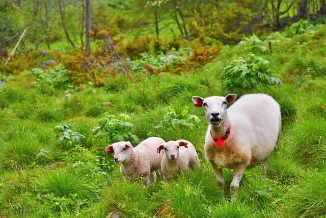 畜牧业建立防伪追溯体系！一物一码让你吃上放心肉